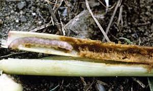uploads/images/pest/maize stem borer (2).jpg